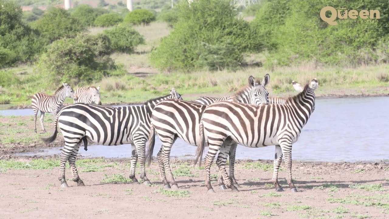 Zebras at the Waterhole | Nature's Grand Meeting Place