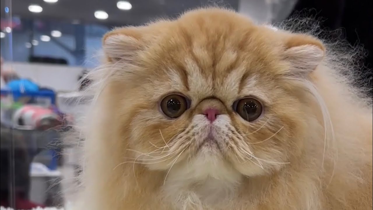 ВЫСТАВКА КОШЕК Москва. ВДНХ