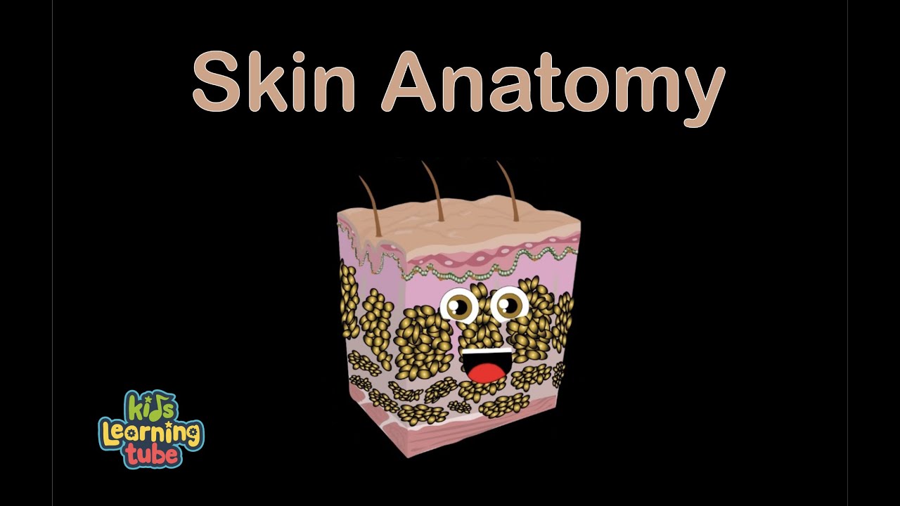 Human Body /Skin Anatomy Song/Human Body Systems