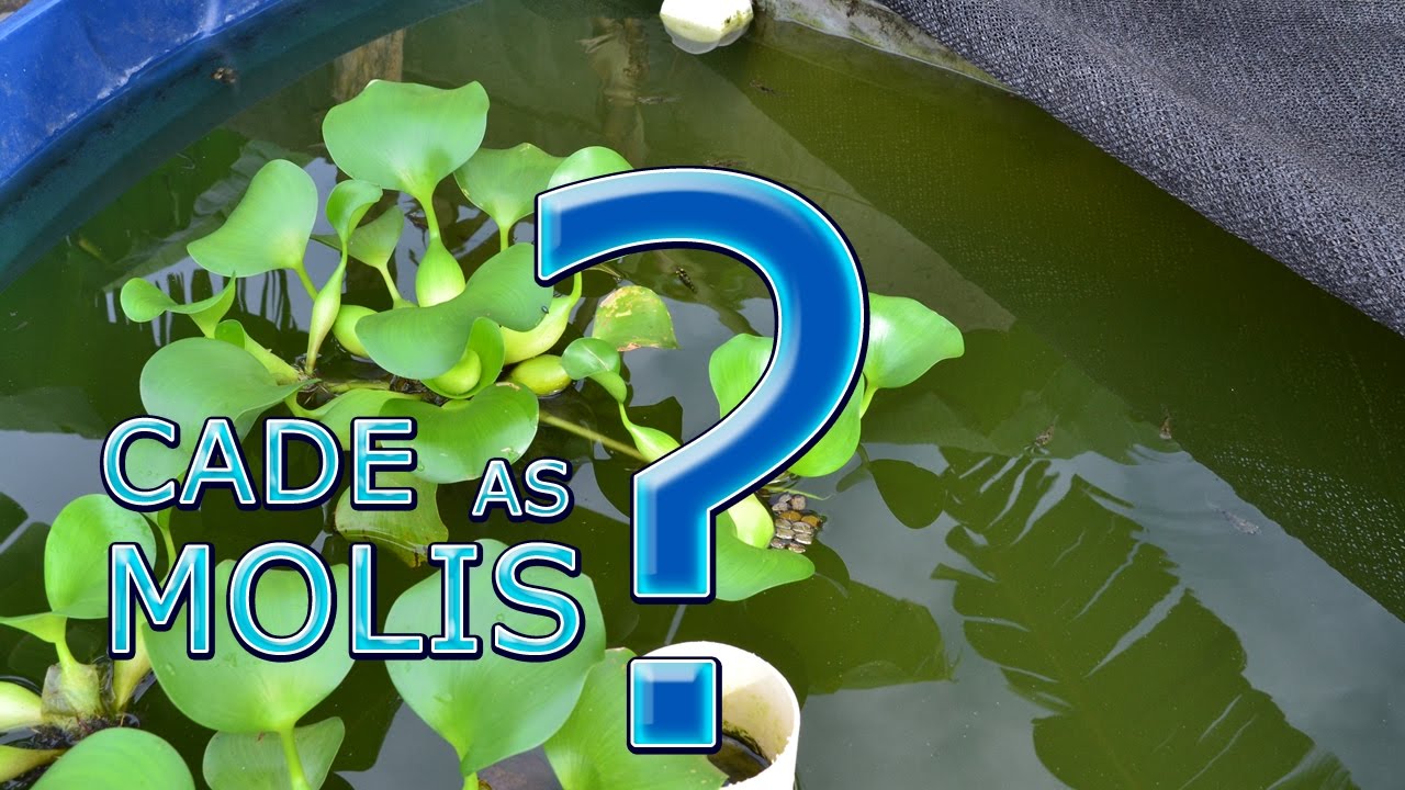 O QUE ACONTECEU COM AS MOLINESIAS, ATUALIZA&Ccedil;&Atilde;O
