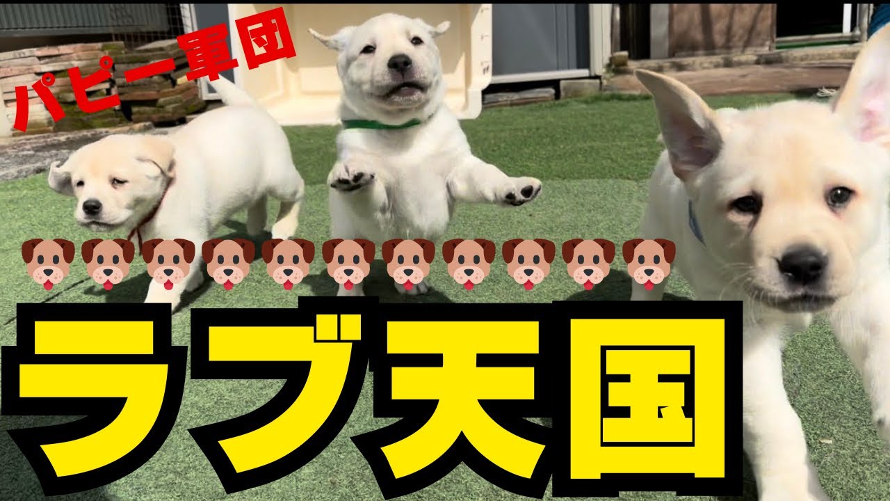 ヤバい…大量のラブラドール子犬に囲まれて全力で逃げた結果www
