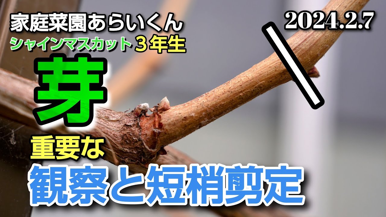 【シャインマスカット】第１４３回、春に向けての剪定【短梢剪定】