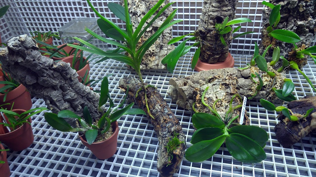 More mounted orchids and live moss