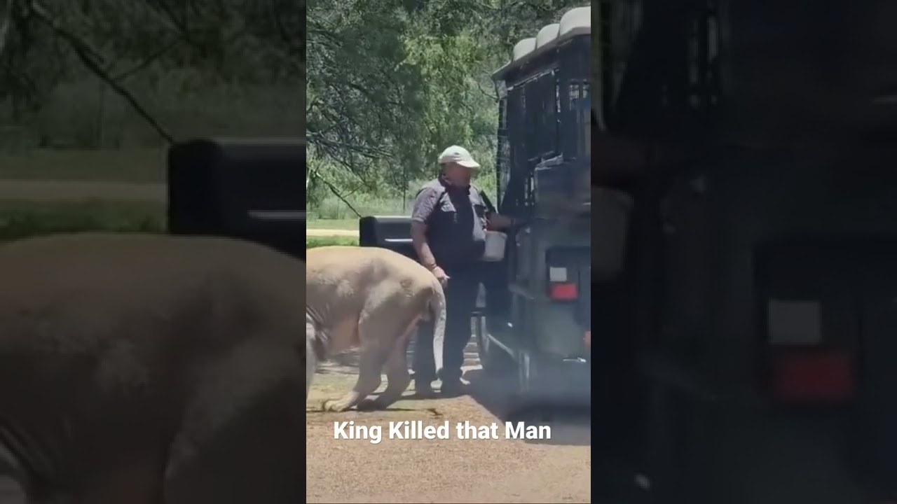 Man was eaten by Lion #shorts #suny