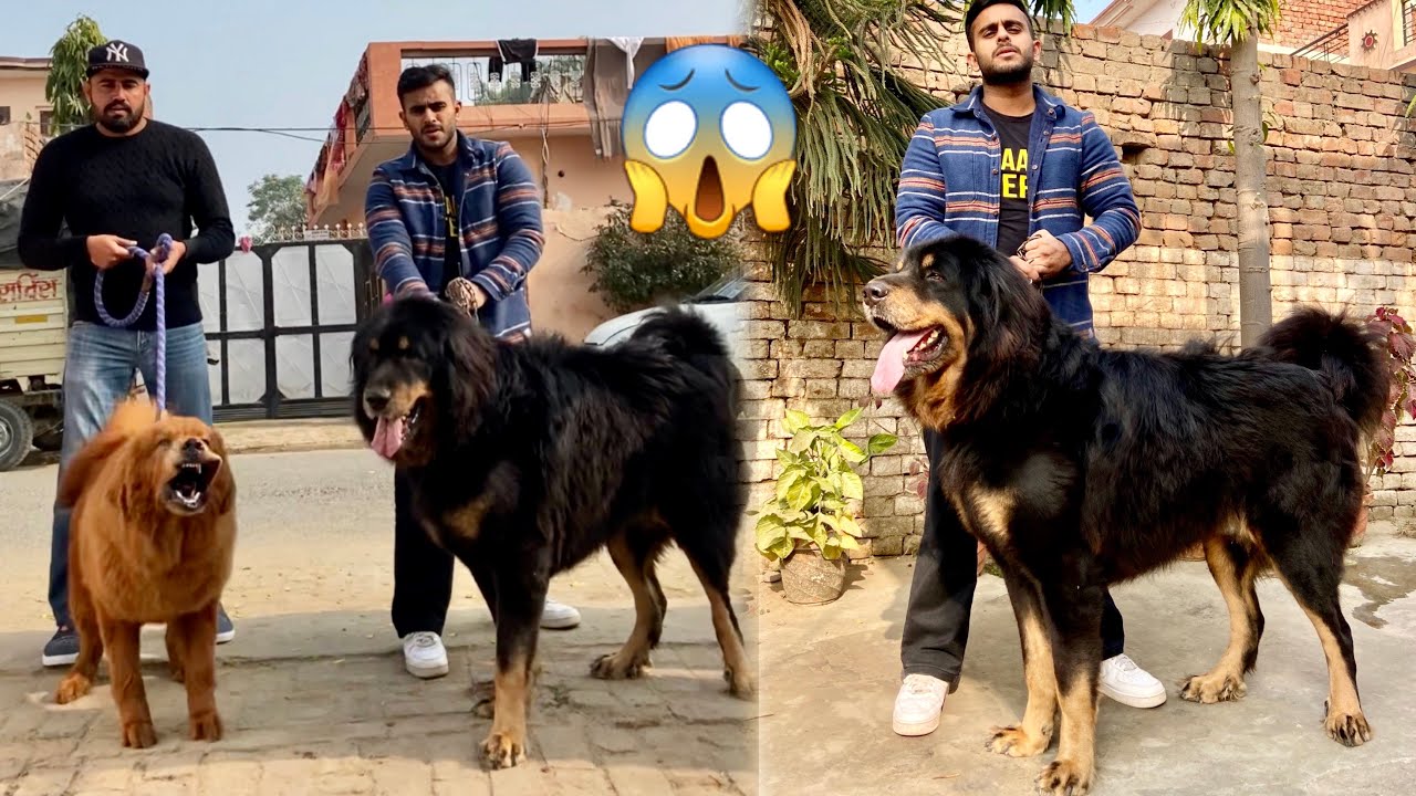 He Have Giant SheepDogs (Gaddi) and Tibetan Mastiff at His Home😱