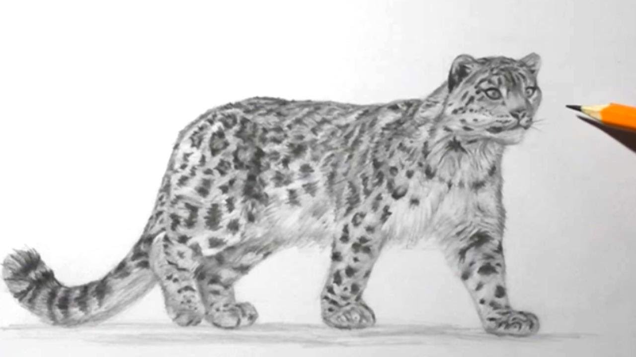 How to Draw a Snow Leopard | Pencil Drawing and Shading