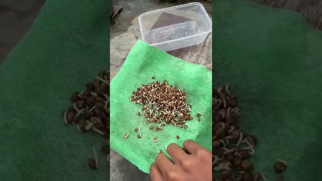 Cara instant tanam kangkung di media tanam tips berkebun