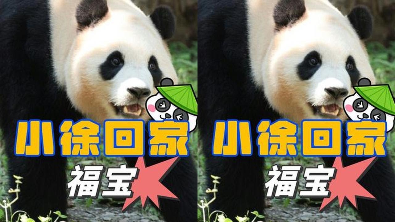 徐奶爸又被造谣辞职离开福宝了！真心爱护熊猫的他凭什么遭受“网暴”？#福宝 #纪奶爸 #福宝新奶爸 #熊猫 #熊猫饲养员