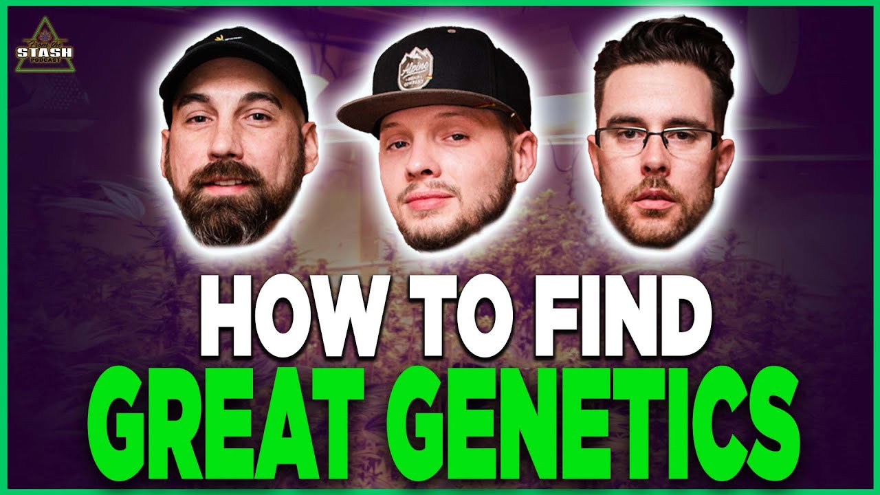 How To Find GREAT Genetics! - From The Stash Podcast Ep. 97