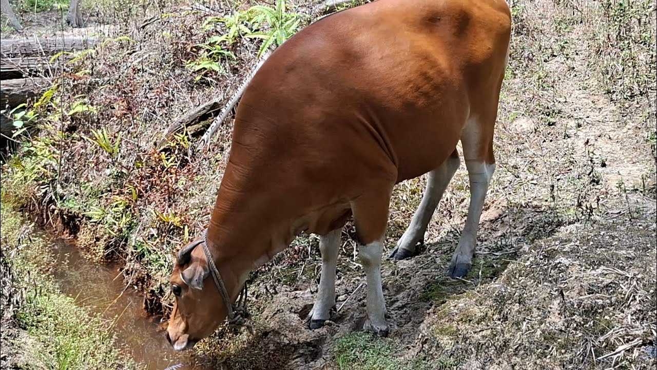LIHAT KEBUN SAMBIL ANGON SAPI