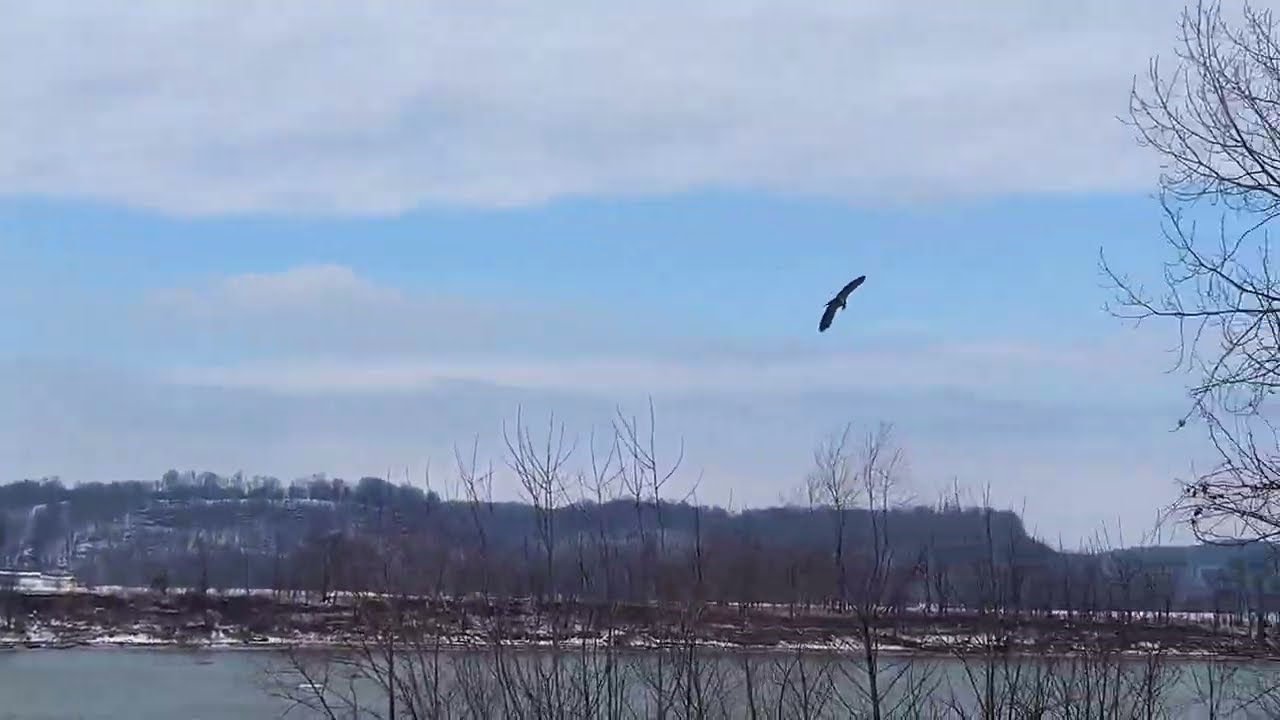 Large Bird Flying over the Ohio River