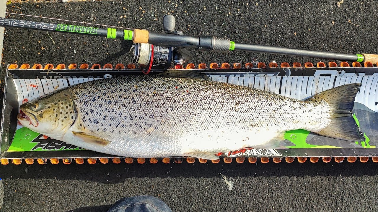 MERITAIMENEN HEITTOKALASTUKSEN ABC | NÄISTÄ PAIKOISTA LÖYDÄT MERITAIMENTA | +65CM TAIMEN