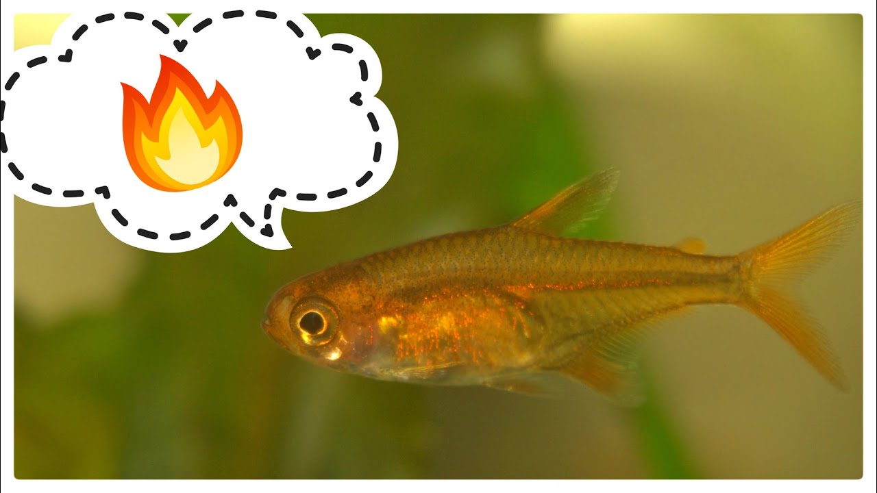 Ember Tetra: A Beginner's Thoughts