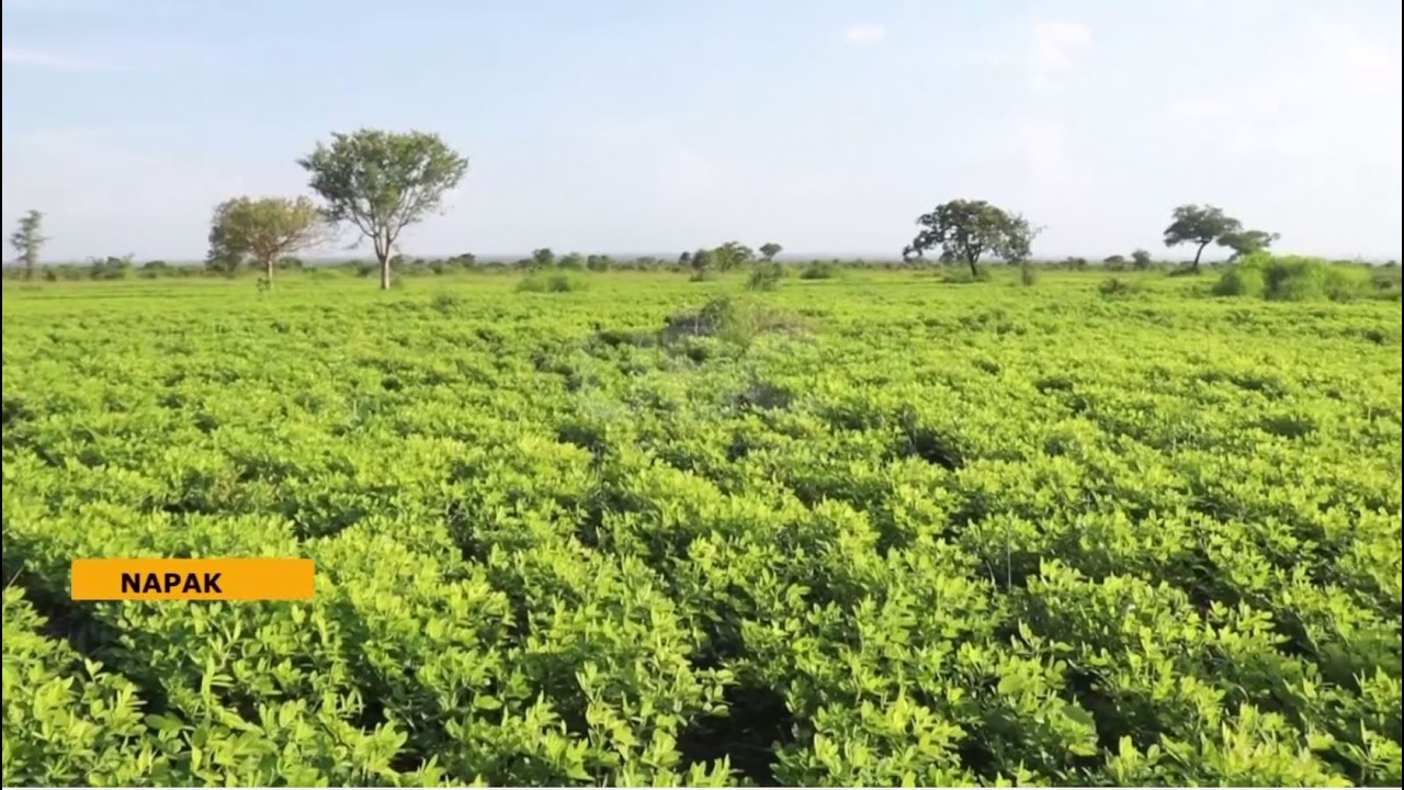 National Oil Seed Project: Farmers Reap Benefits from Sunflower Oil Production