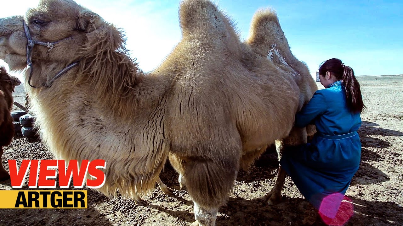 Drinking Camel's Milk - A Way Of Life In The Gobi!