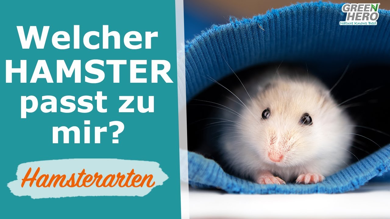 Welcher Hamster passt zu mir? | Die bekanntesten Hamsterarten