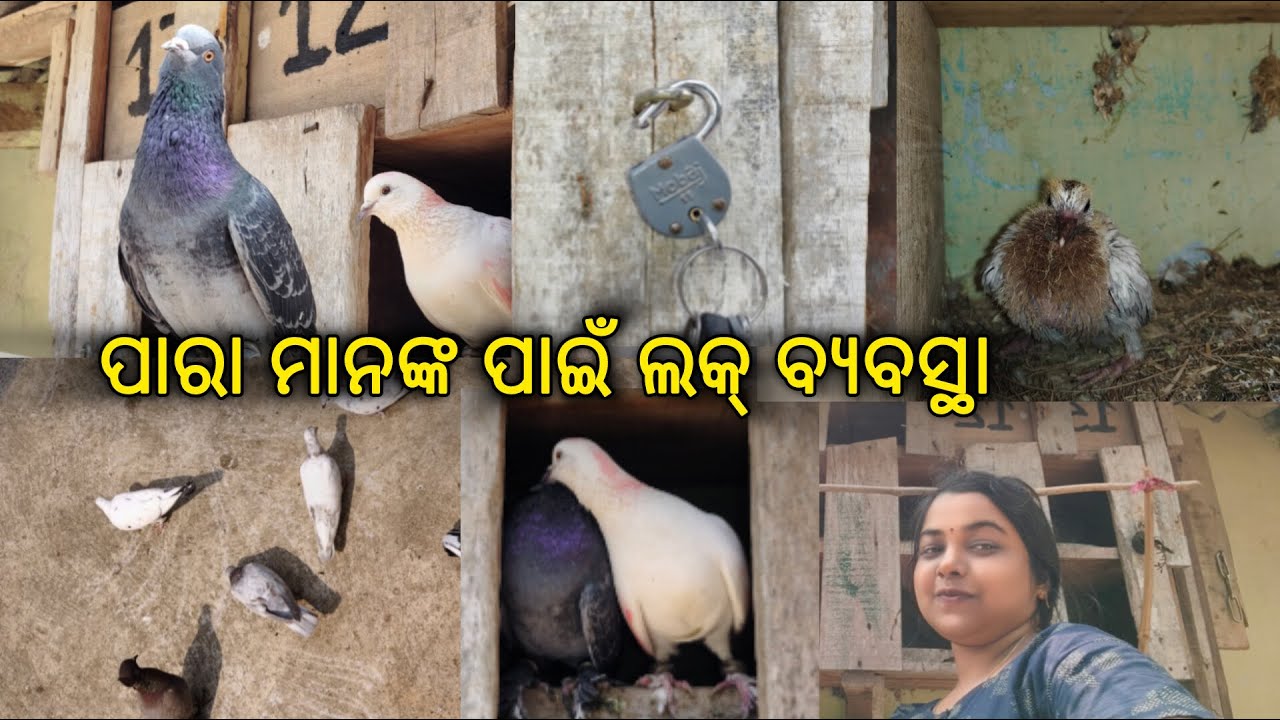 ପାରା ମାନଙ୍କ ପାଇଁ ଲକ୍ 🔐ବ୍ୟବସ୍ଥା ହେଇଗଲା || ଚୋର ନେଇଯାଉଛନ୍ତି ସେଥିପାଇଁ😥