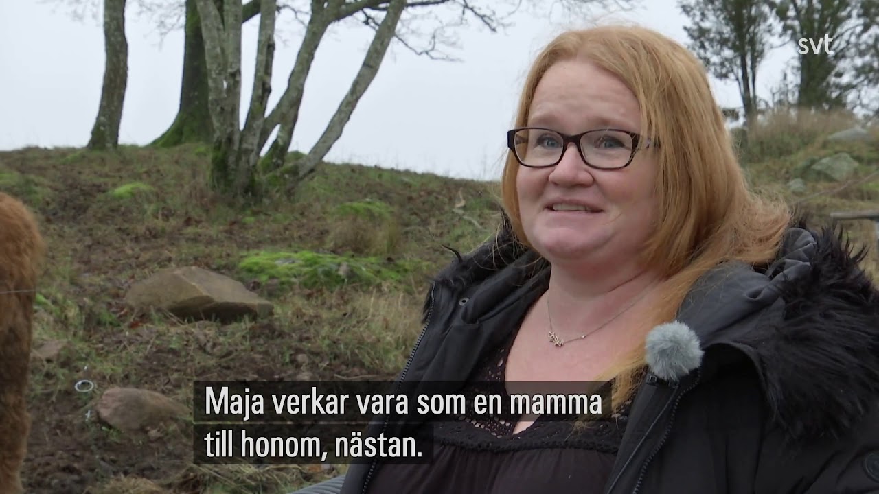 Lokala Nyheter Jönköping   Vildsvinskultingen Pumba hittade en ny familj
