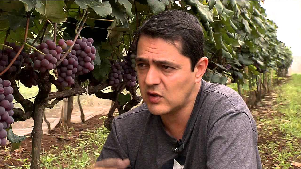 Jundiaí tenta manter tradição de produzir uva