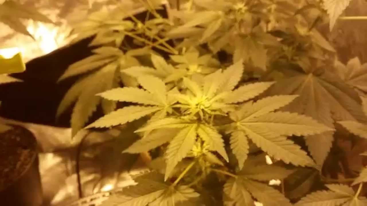 Wk 3 flowering 250 watt mh/hps white widow