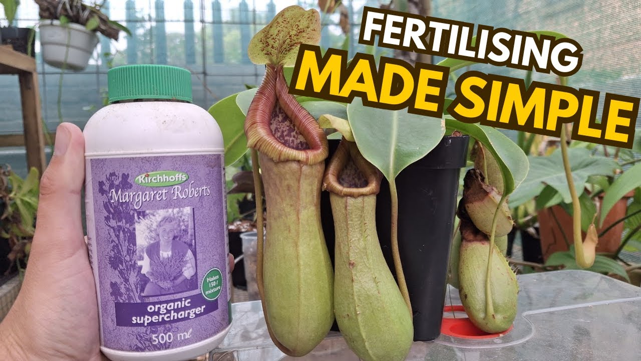 A Simple Guide To Fertilising Carnivorous Plants