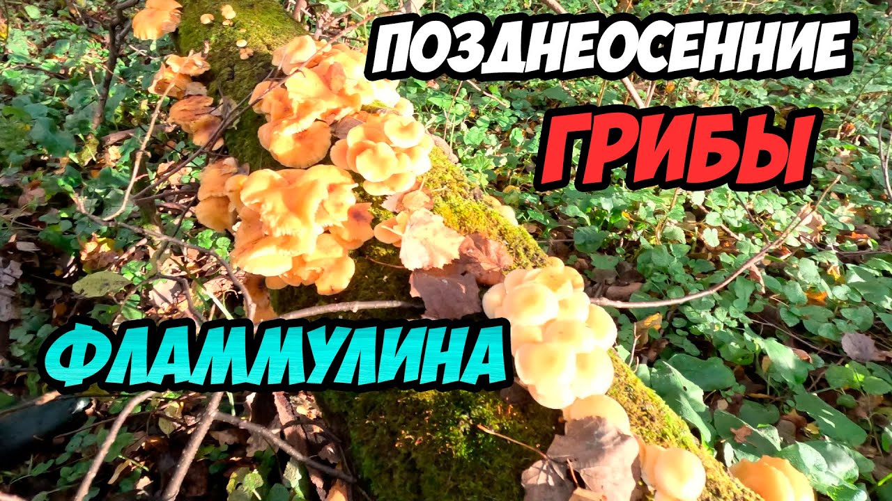 Позднеосенние грибы - зимние опята