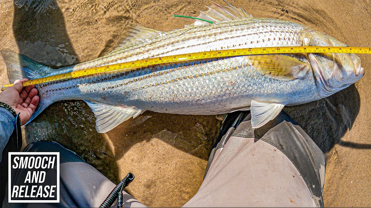 BIG SAND EEL SCHOOLS BRING BIG BASS - SURF FISHING - Long Island South Shore FALL RUN *full fights*