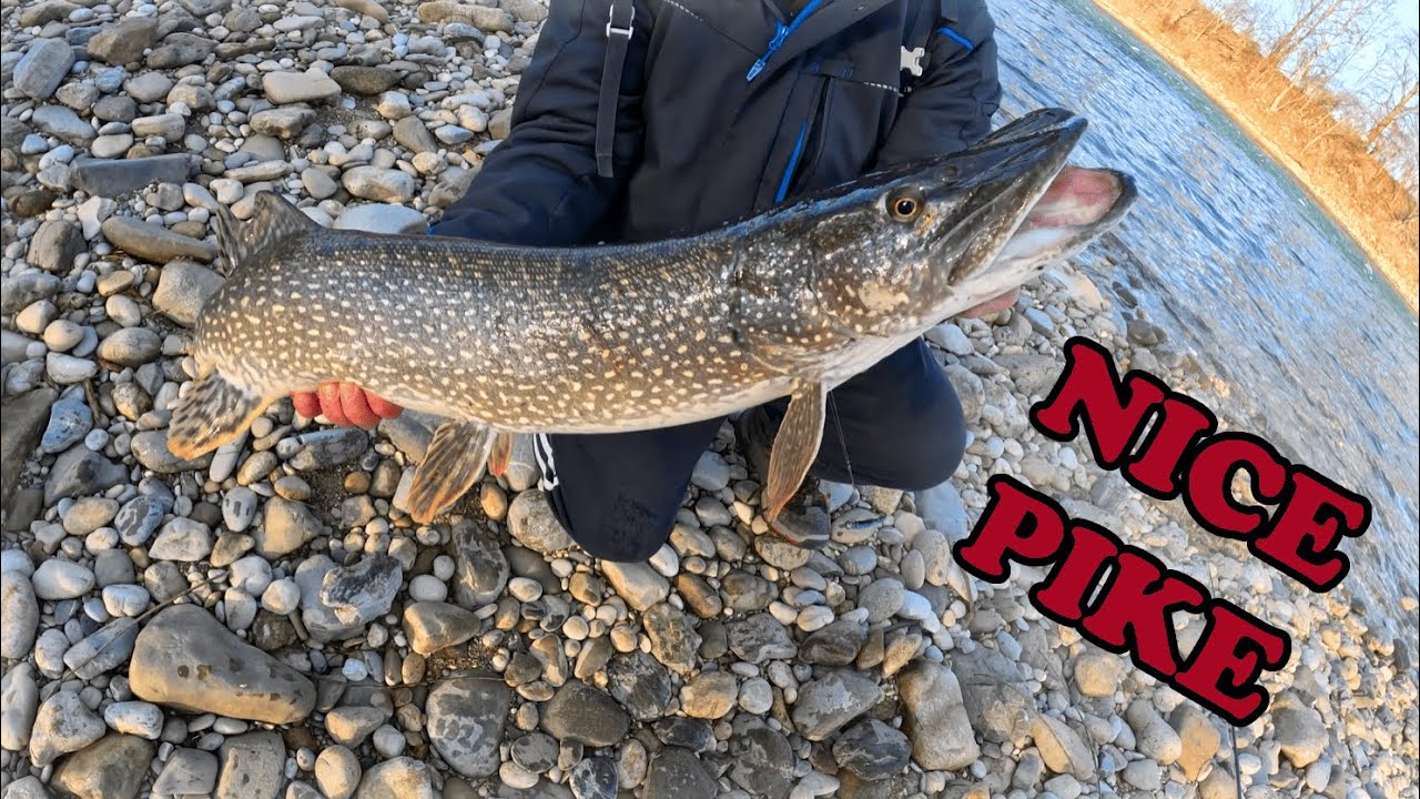 Spinning for Hungry Winter Pike on the Sava River