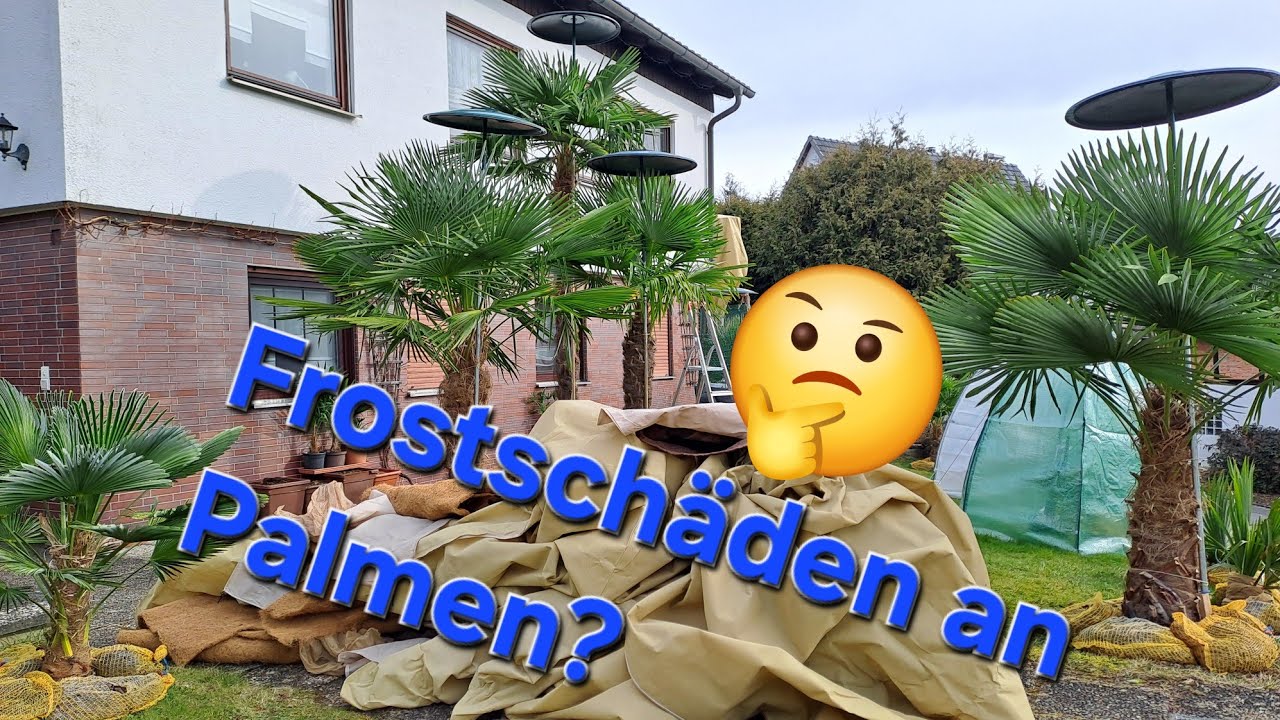 Frostschäden bei Hanfpalmen? Winterschutz abbauen, Trachycarpus, Washingtonia, Butia, Brahea, Exoten