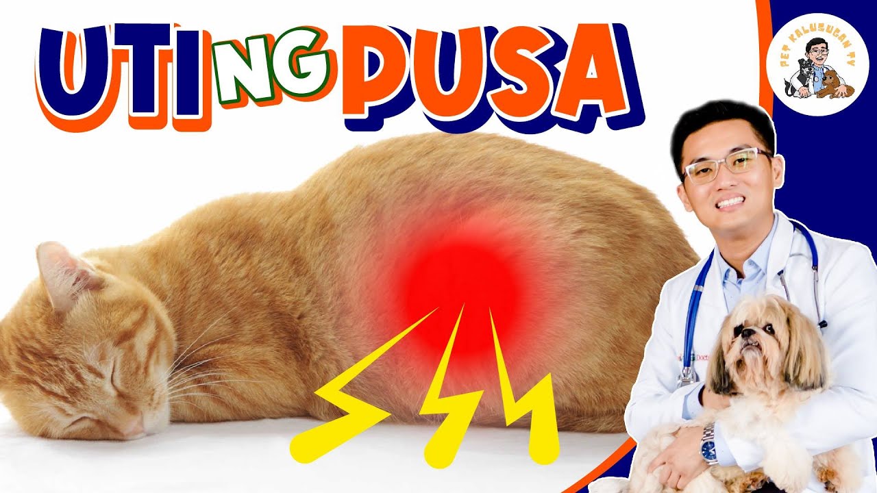 HIRAP SA PAG-IHI NG PUSA with TELEMEDICINE FOR PETS PH | FLUTD UTI IN CATS
