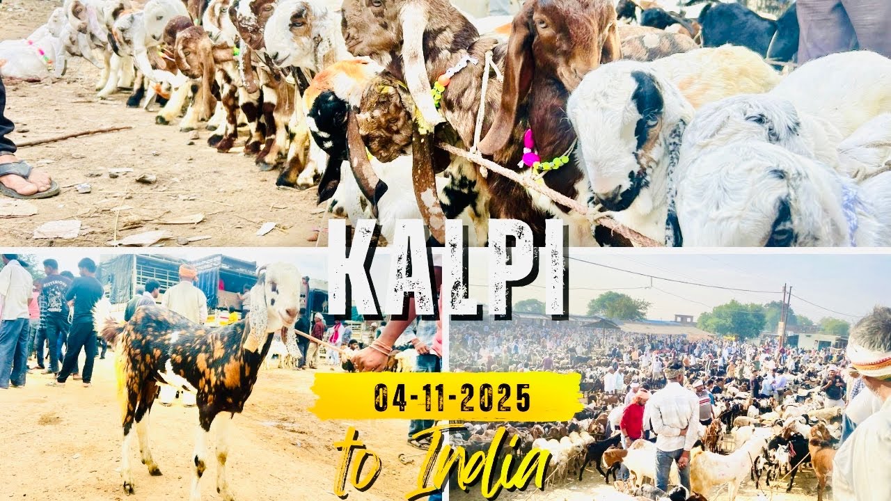Kalpi Goat Mandi 4 November 2025 Chora Mandi UP