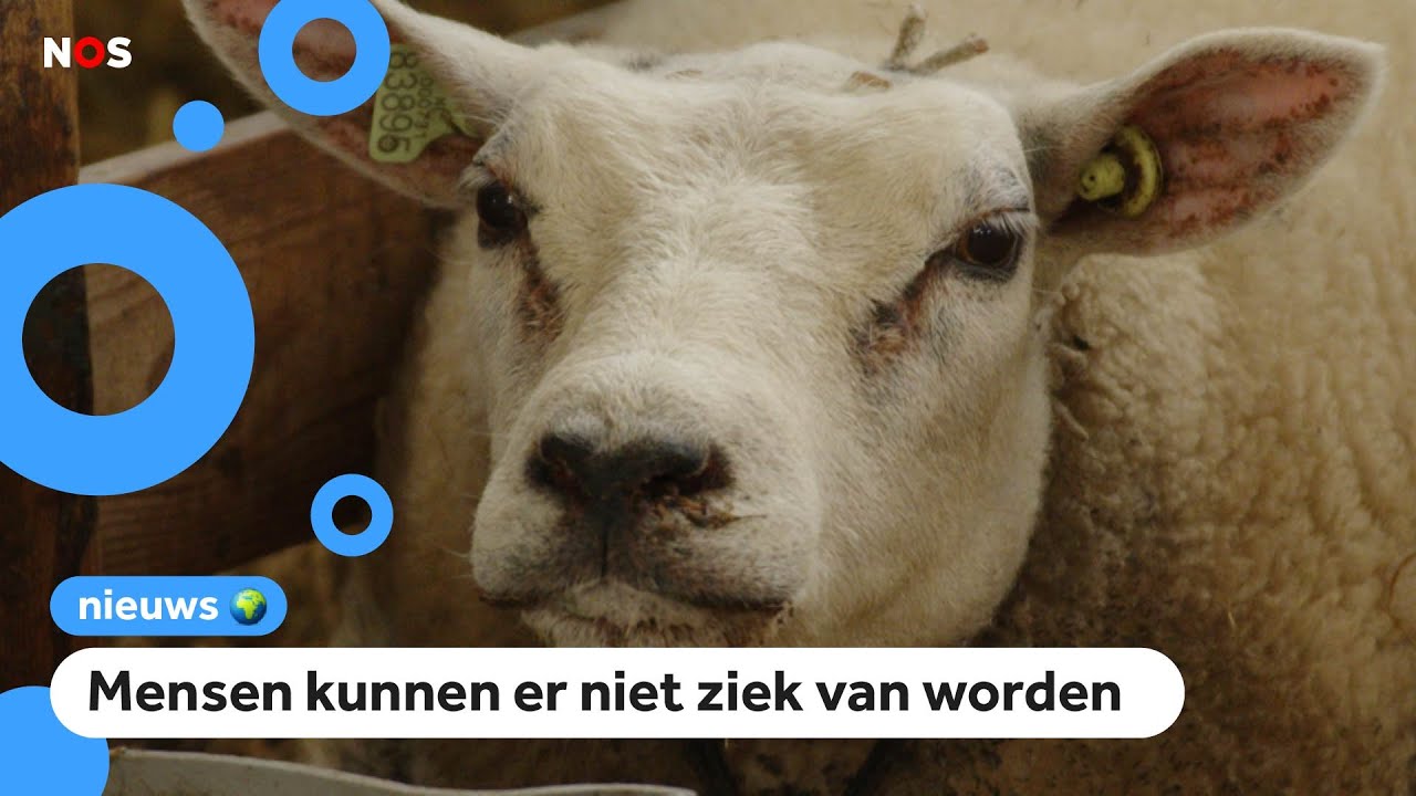 Steeds meer schapen worden ziek door blauwtongvirus