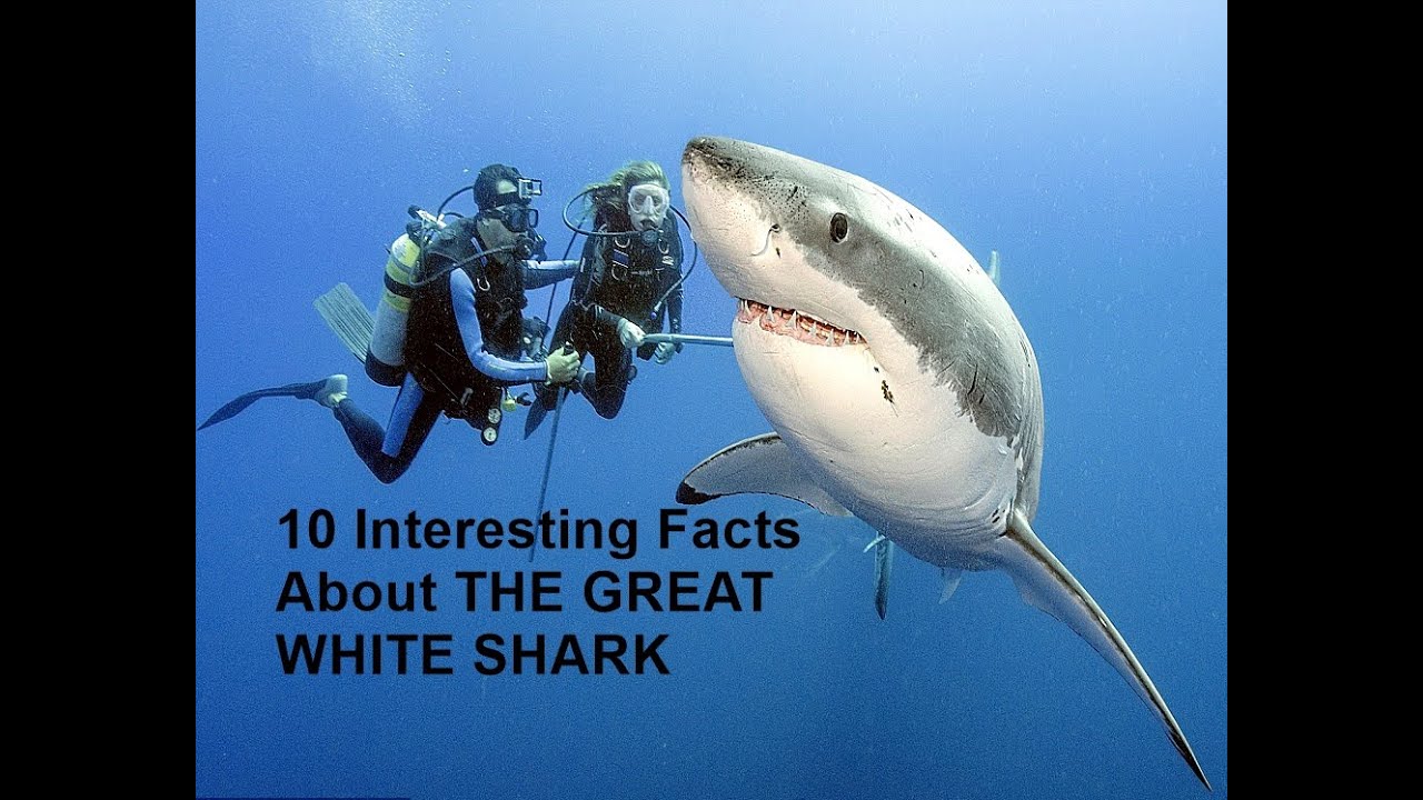 10 Interesting Facts About THE GREAT WHITE SHARK (HD)
