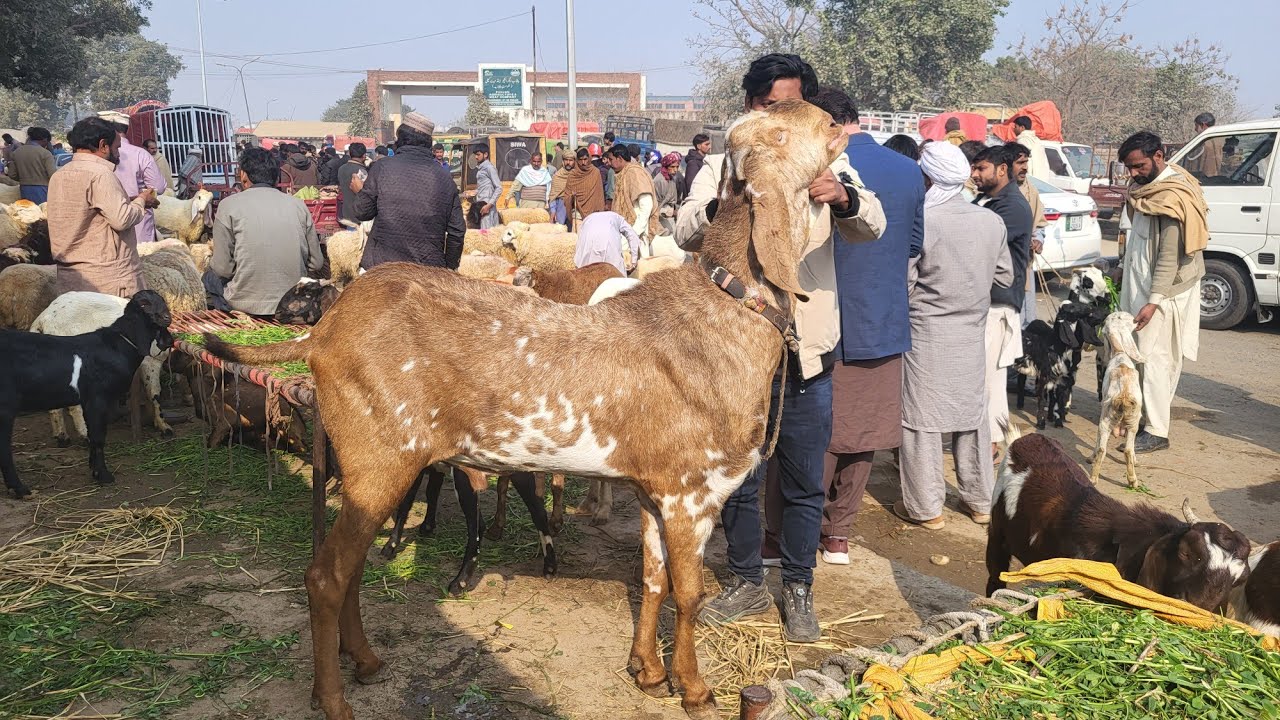 Wednesday Update | Shahpur Kanjra | Turkey Dumbe | Beetal Amritsari Bakra | Mazhar Biba Official