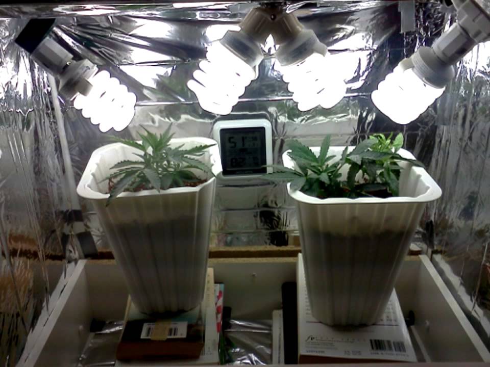 First grow from day 5 till day 38