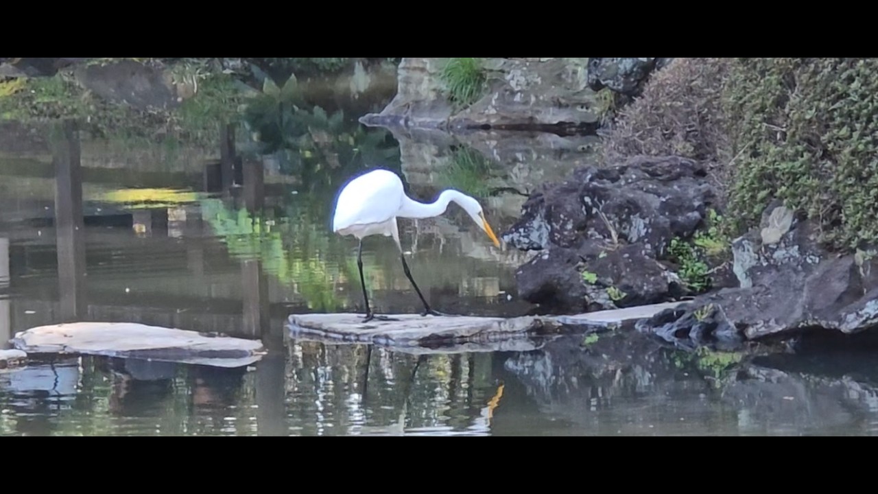 Дендрарий, открываем огромную ростовую куклу Покемона.