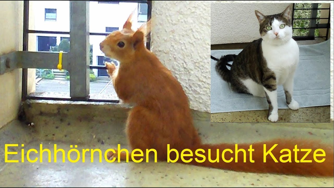 Preppalots Katze - Guck mal, ein Eichhörnchen... - Eichhörnchenbesuch im 7. Stock
