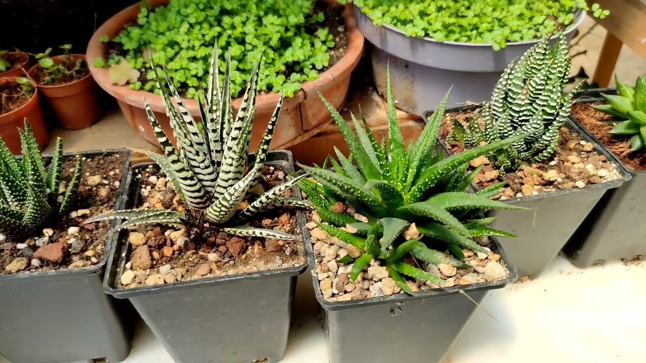 HAWORTHİA KOLEKSİYONUM VE YAVRULARİNİ AYİRMA/TOPRAK DEĞİŞİMİ #haworthia