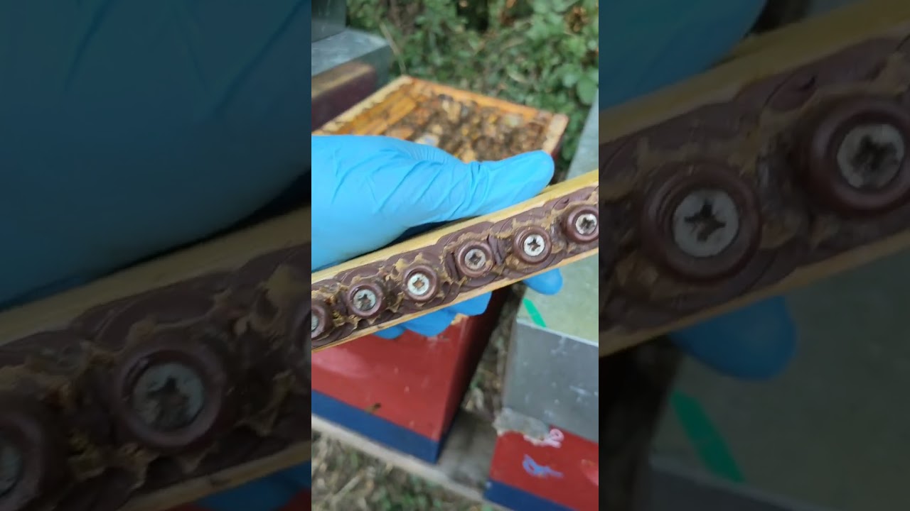 Petit tuto sur l'élevage de reines 