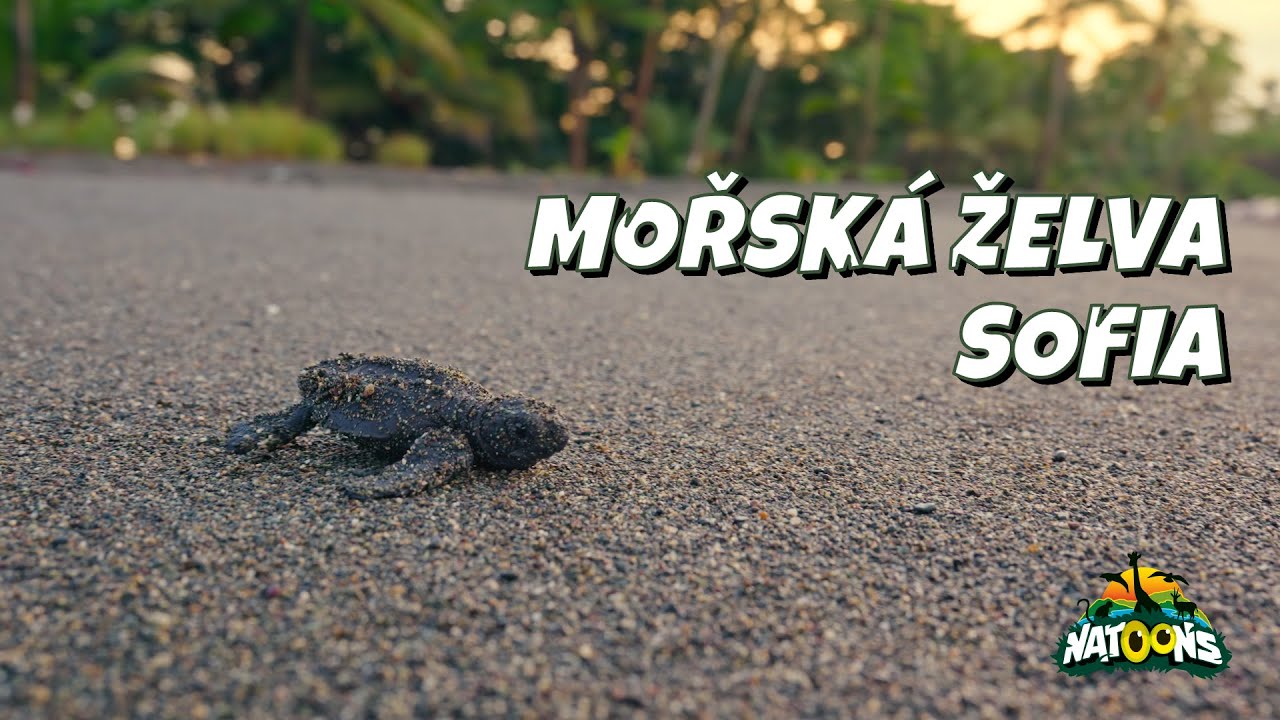 05. Mořsk&aacute; želva Sofia &ndash; NATOONS Zv&iacute;dav&aacute; ml&aacute;ďata
