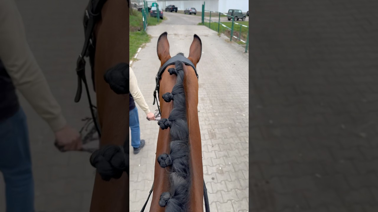 Pierwszy dzień zawod&oacute;w ujeżdżeniowych z Vivianno🐴🏆 #konie #horse #equestrianjourney #jazdakonna