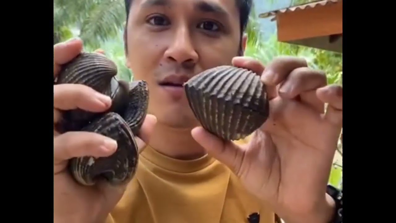 หอยแครงตัวใหญ่ที่สุด | เท่าที่เคยกินมา | ท้าปลอมรีสอร์ท | คลองสองน้ำ | จังหวัดกระบี่