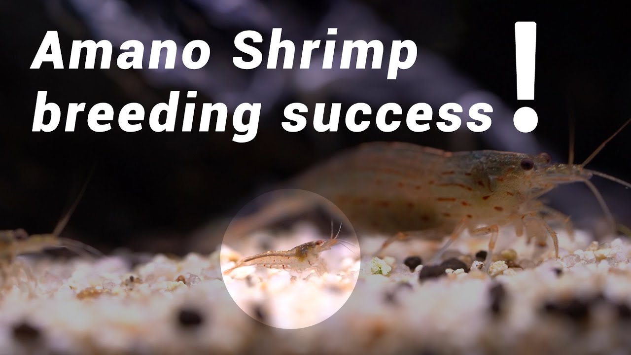Unbelievable, Amano shrimp breeding success! A miracle in a freshwater tank! 4 Months Update