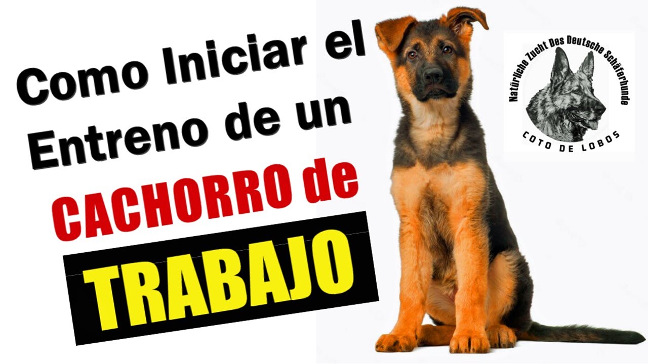 Adiestramiento Pastor Alemán + Etología Canina