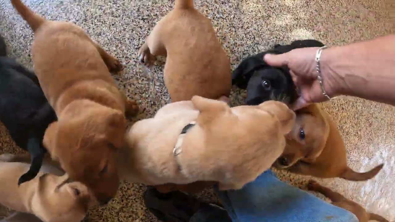 Jolene and Alani's puppies playing in the warmer weather.