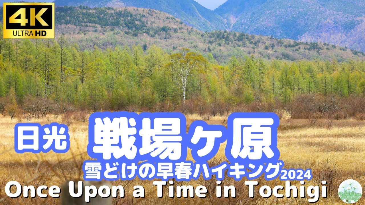 雪どけの早春、戦場ヶ原ハイキング　2024