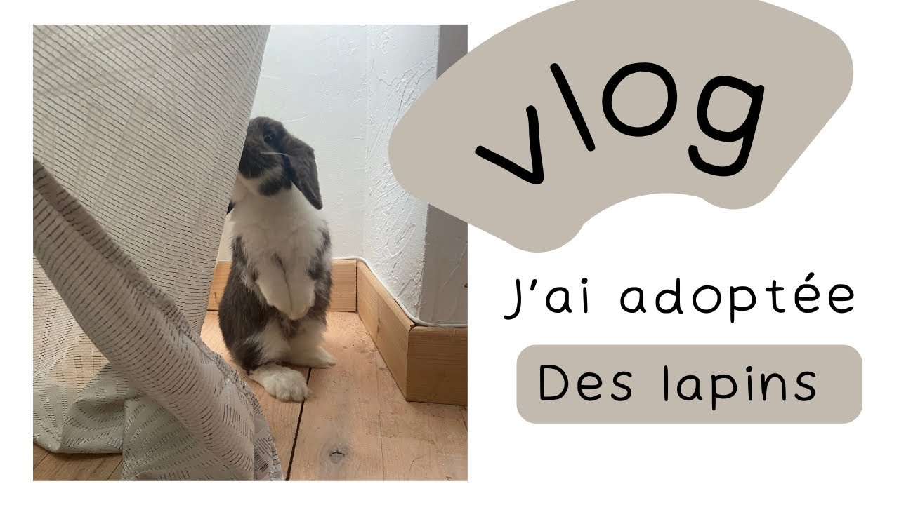 J’ai adoptée des Lapins 🐰 CelestBeauty