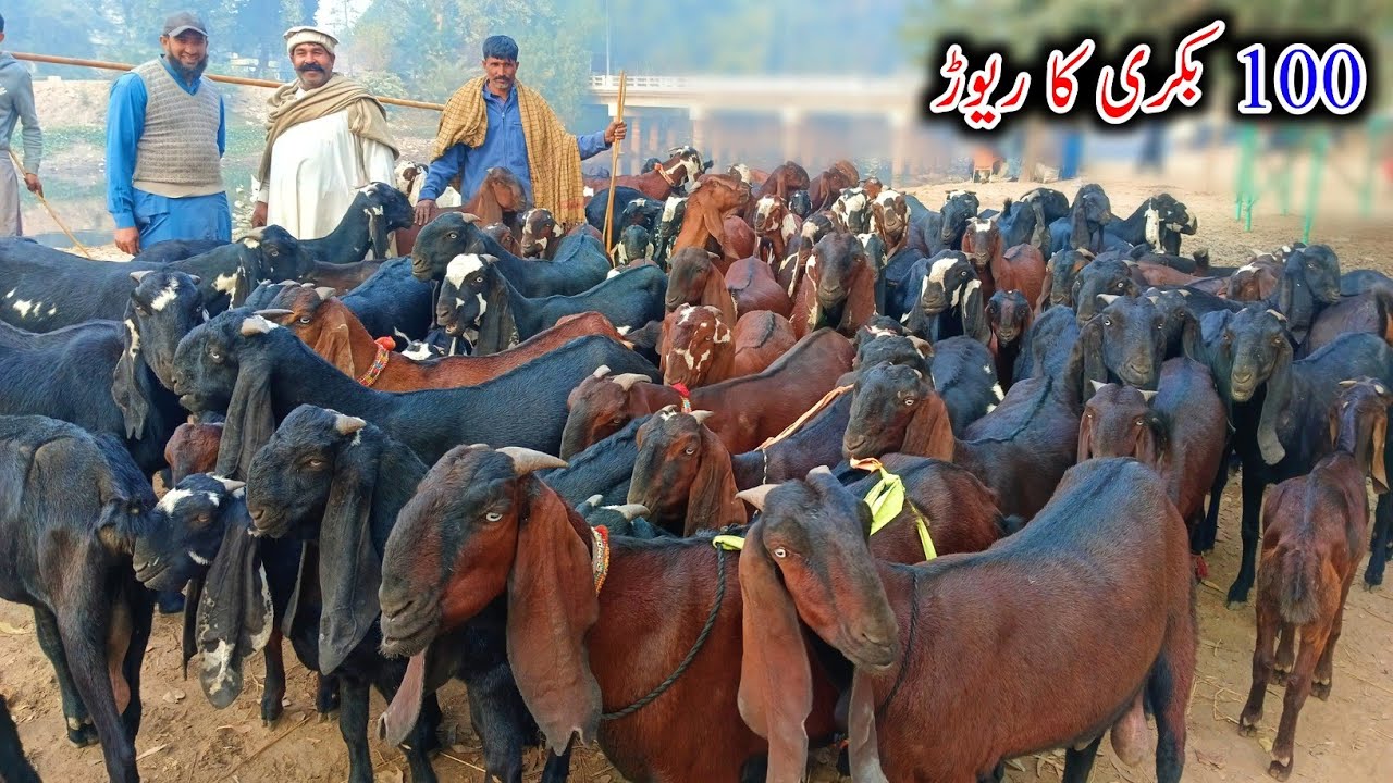 Beautiful Amritsari Beetal Goats Of Hafiz Muzamil Bhai - Goats In Sahiwal 2025