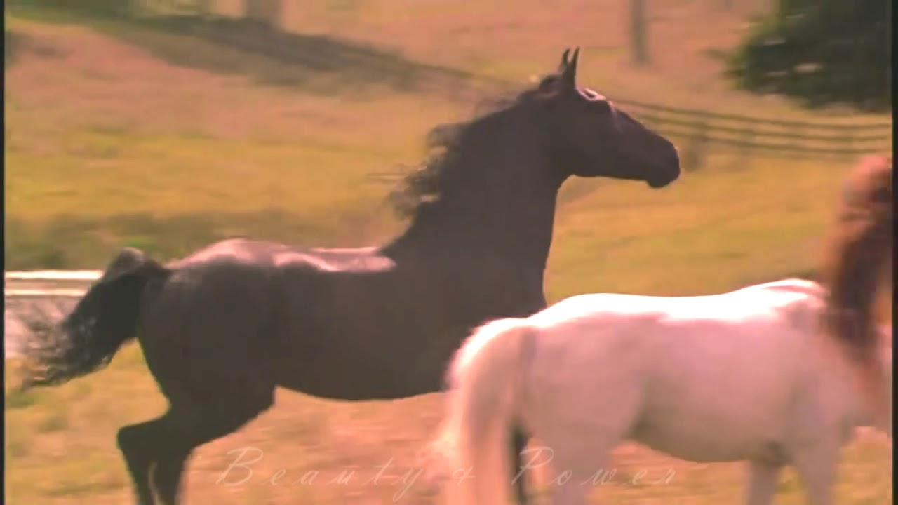 Summer Love「 Equestrian sport MV 」HD
