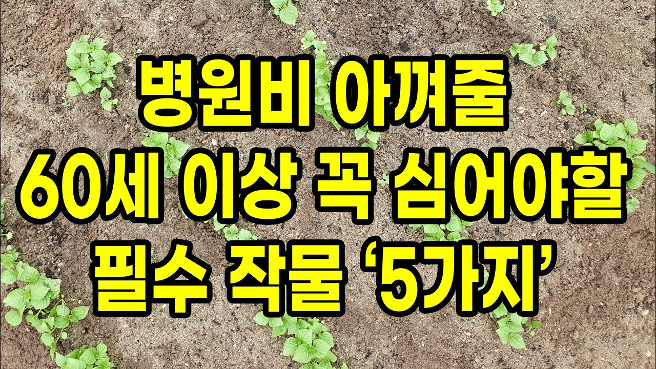 병원비 아껴줄 60세 이상 반드시 심어야 할 필수 작물 5가지
